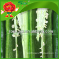 Top Grade big green chilli exporter